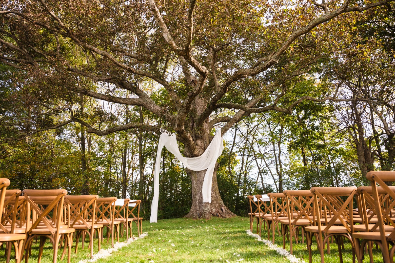 Elegant garden party wedding details at Aspen & Alston venue in Ohio ceremony location in front of big tree